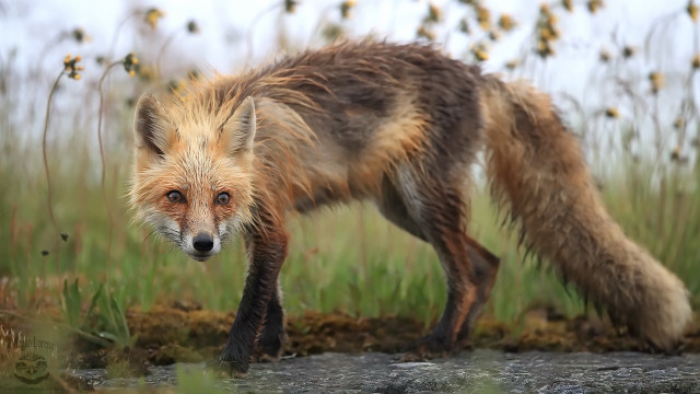 Red fox field tall grass free wallpaper for desktop - medium preview image