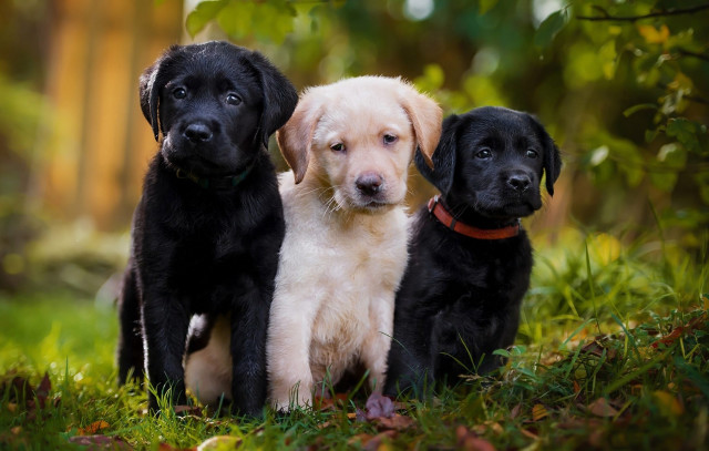 Puppies black white sad grass free wallpaper for desktop - medium preview image