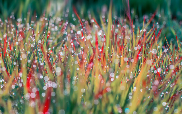 Grass water droplets red flowers free wallpaper for desktop - medium preview image