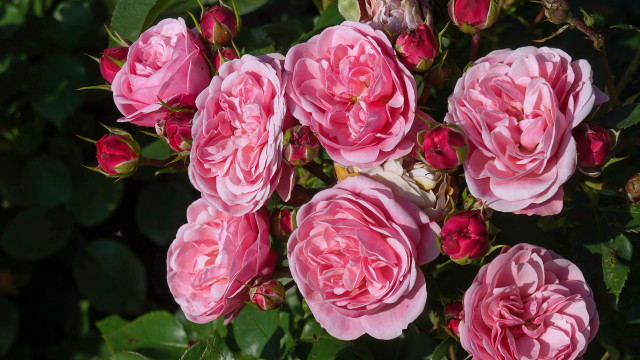 Pink roses blooming sun garden free wallpaper for desktop - medium preview image