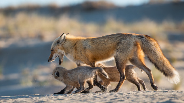 Fox babies sandy sunlight blurry free wallpaper for desktop - medium preview image