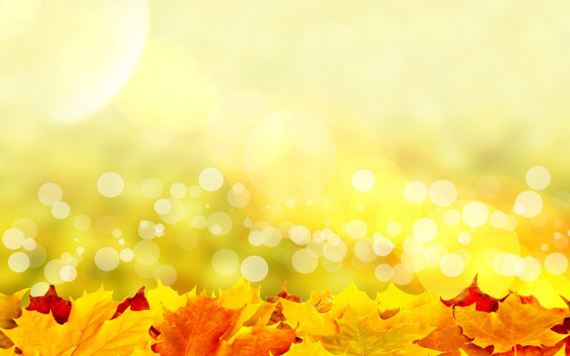Autumn leaves blurry background fujiwara free wallpaper for desktop - medium preview image