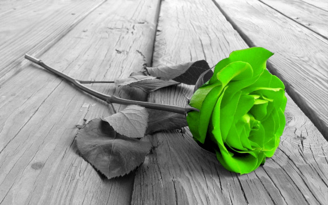 Black white rose wooden floor free wallpaper for desktop - medium preview image