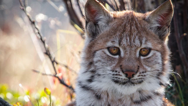 Cat leaves grass closeup naturalism free wallpaper for desktop - medium preview image