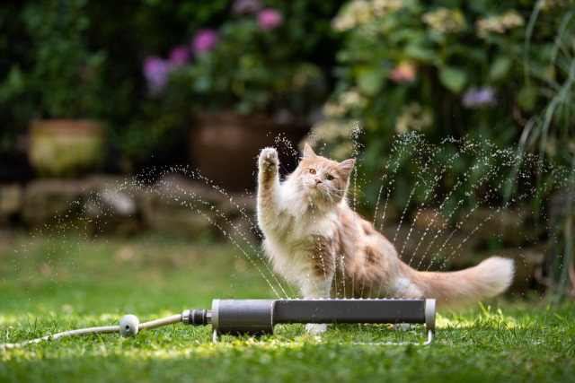 Cat sprinkler yard carlos kitsch free wallpaper for desktop - medium preview image