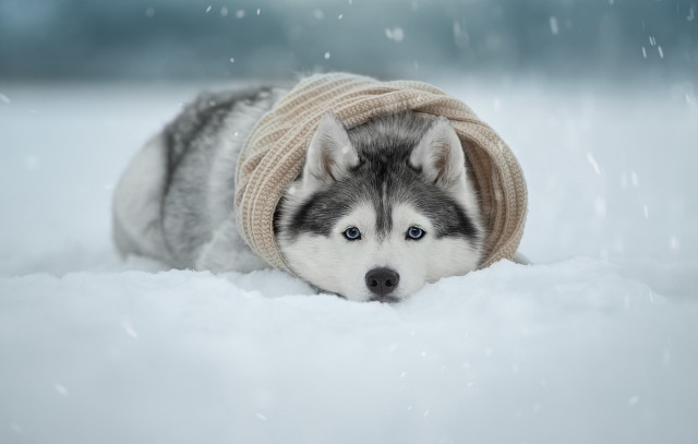 Husky sweater hat snow falling free wallpaper for desktop - medium preview image