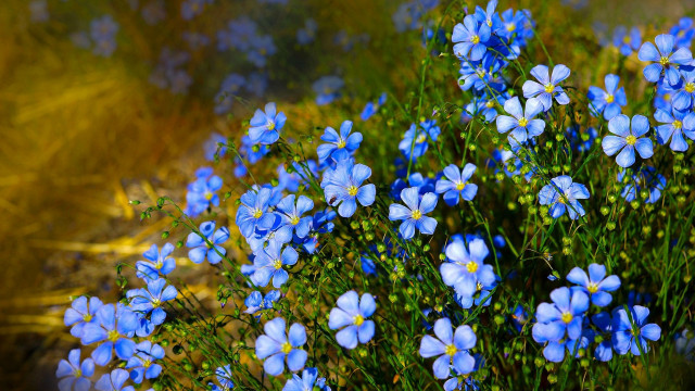 Blue flowers grass dirt park free wallpaper for desktop - medium preview image