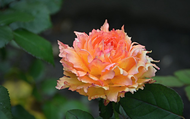 Orange flower green leaves dark free wallpaper for desktop - medium preview image