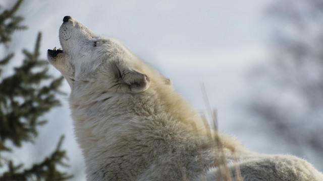 White wolf looking up nature free wallpaper for desktop - medium preview image