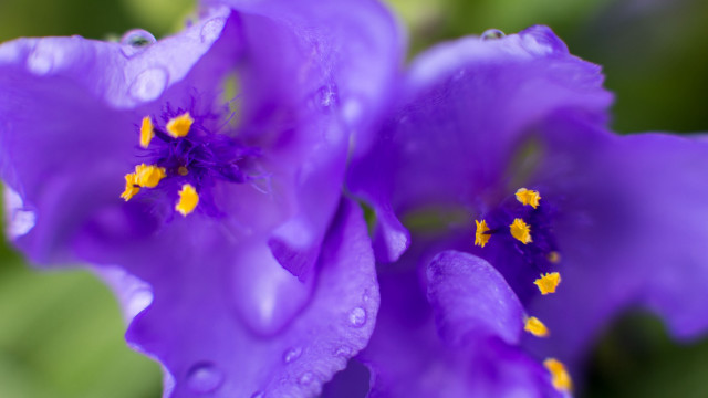 Purple flower water drops macro free wallpaper for desktop - medium preview image
