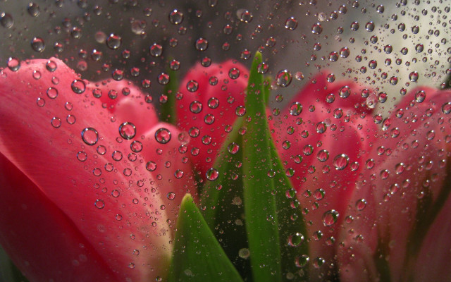 Pink flower water droplets strawberry free wallpaper for desktop - medium preview image