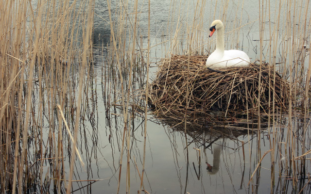 Swan nest water reeds duckling free wallpaper for desktop - medium preview image