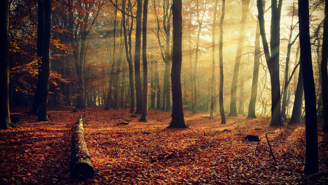 Fallen tree forest bench autumn free wallpaper for desktop - medium preview image