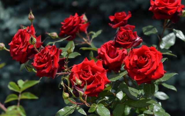 Red roses green leaves garden free wallpaper for desktop - medium preview image