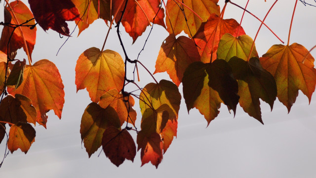 Fall leaves branch umbrella kimono free wallpaper for desktop - medium preview image