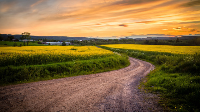 Dirt road yellow flowers sunset free wallpaper for desktop - medium preview image