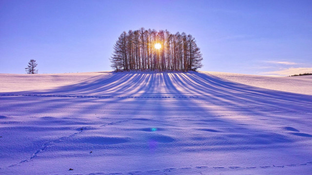 Snowy field trees bright sun free wallpaper for desktop - medium preview image