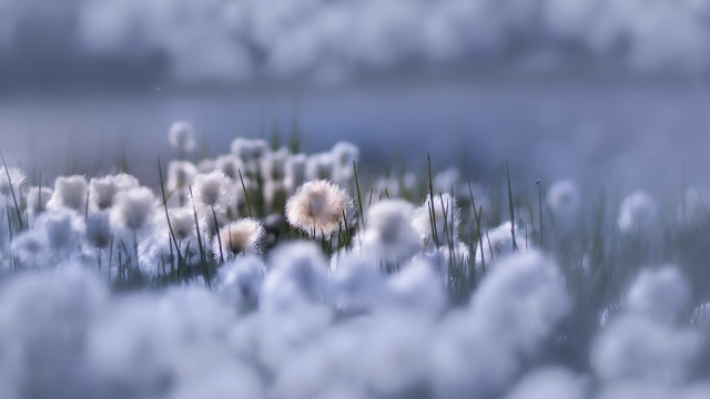 Grass white flowers lake clouds free wallpaper for desktop - medium preview image