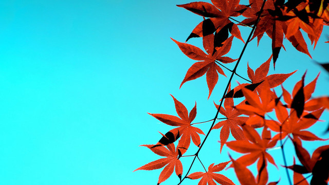 Red leaves branch blue sky free wallpaper for desktop - medium preview image