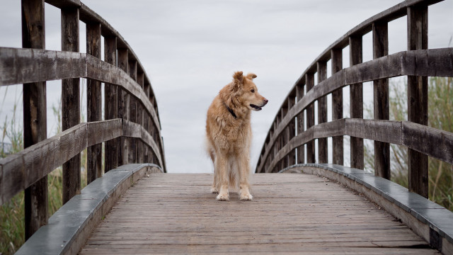 Dog bridge camera distant tilt free wallpaper for desktop - medium preview image
