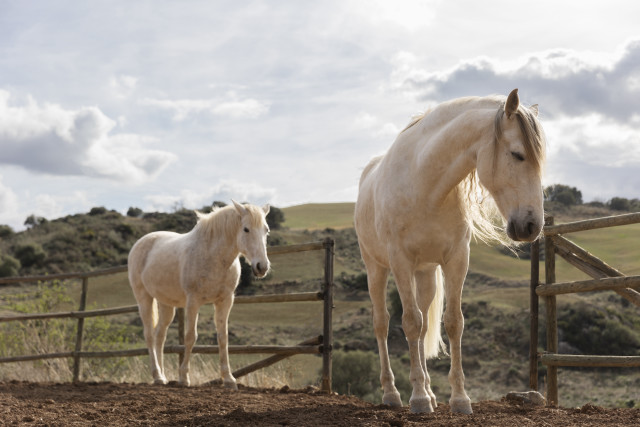 Horses fenced area cloudy sky free wallpaper for desktop - medium preview image