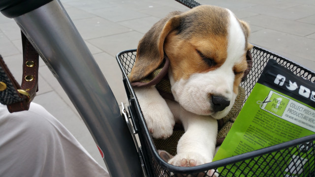 Dog basket bicycle handlebars person #2 free wallpaper for desktop - medium preview image