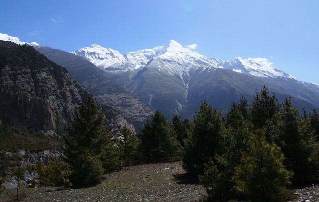 Mountain range snow capped forests free wallpaper for desktop - medium preview image