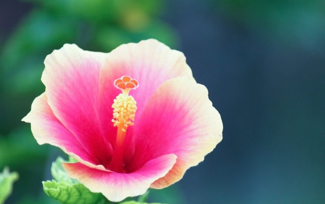 Pink flower yellow center green #23 free wallpaper for desktop - medium preview image