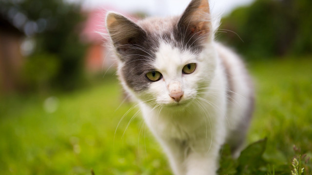 Cat green field house bokeh free wallpaper for desktop - medium preview image