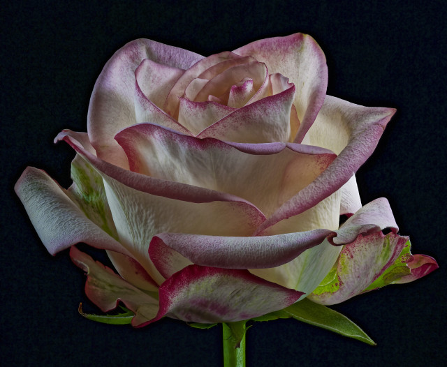 Pink rose green stem black free wallpaper for desktop - medium preview image