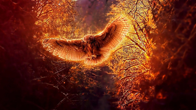 Bird flying forest night orange free wallpaper for desktop - medium preview image