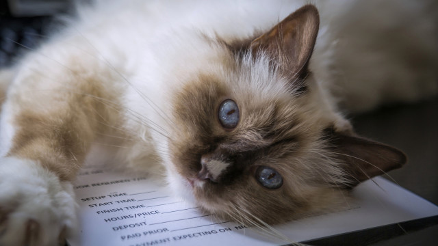 Cat papers desk blueeyes blurry free wallpaper for desktop - medium preview image