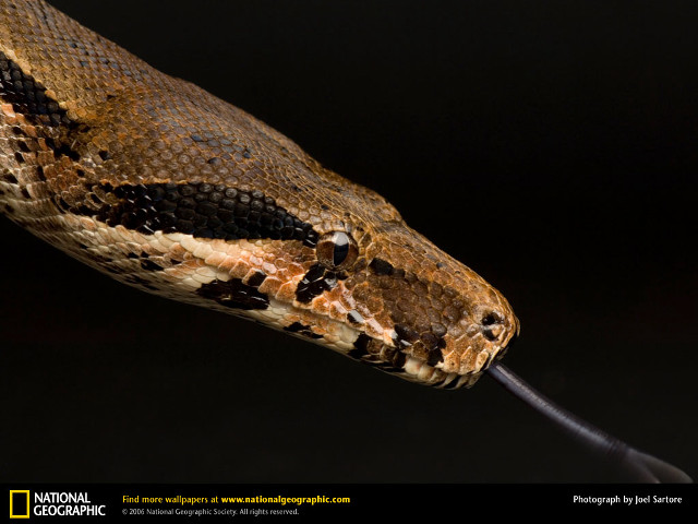 Snake cobra black background water free wallpaper for desktop - medium preview image