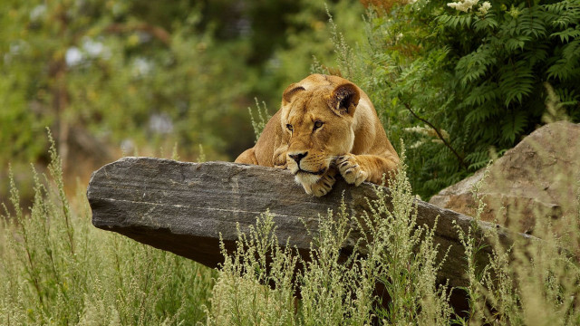 Lion resting log tall grass free wallpaper for desktop - medium preview image