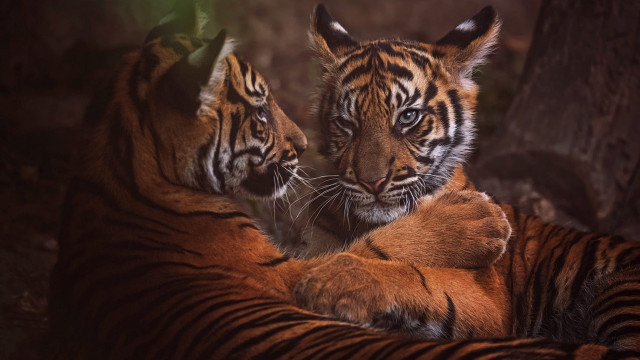 Tiger laying together rubbing wildlife free wallpaper for desktop - medium preview image