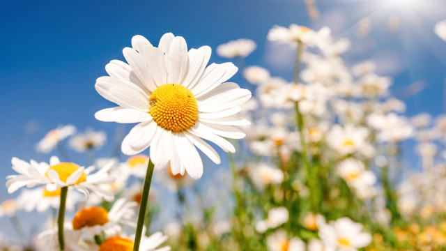 Flower field bloom sunshine blue free wallpaper for desktop - medium preview image