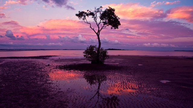 Tree water sunset pink horizon free wallpaper for desktop - medium preview image