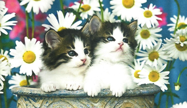 Kittens flower pot daisies blue free wallpaper for desktop - medium preview image