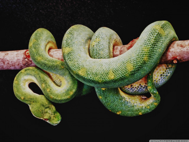 Green snake branch tongue out free wallpaper for desktop - medium preview image