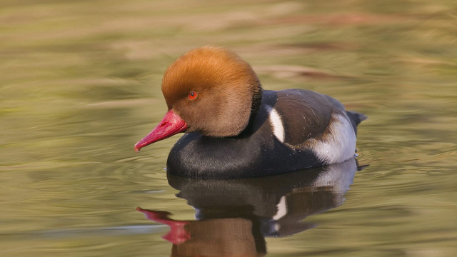 Duck red head swimming water #2 free wallpaper for desktop - medium preview image