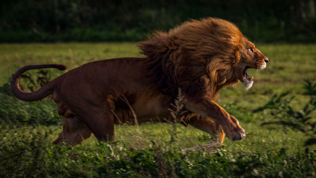 Lion attack wildlife photorealistic forest free wallpaper for desktop - medium preview image
