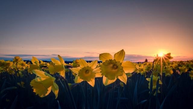Field sunset yellow flowers sky free wallpaper for desktop - medium preview image