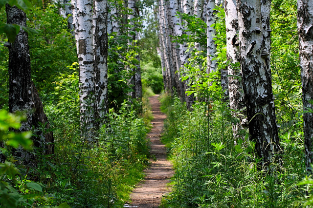 Dirt path forest bear ecological free wallpaper for desktop - medium preview image