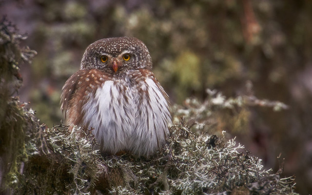 Small owl forest branch serious free wallpaper for desktop - medium preview image