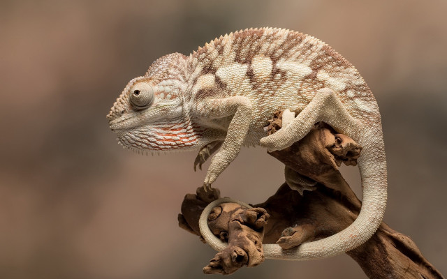 Small chameleon branch oversized realistic free wallpaper for desktop - medium preview image
