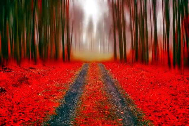 Red black forest road autumn free wallpaper for desktop - medium preview image