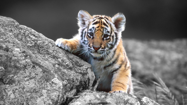 Tiger cub climbing rock black #5 free wallpaper for desktop - medium preview image