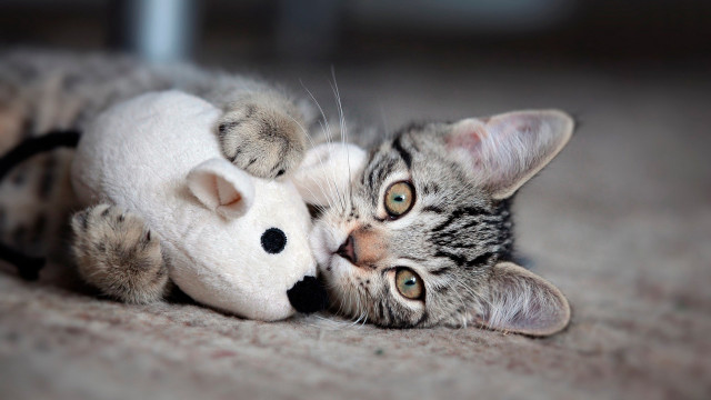 Cat stuffed animal mouse vanitas free wallpaper for desktop - medium preview image
