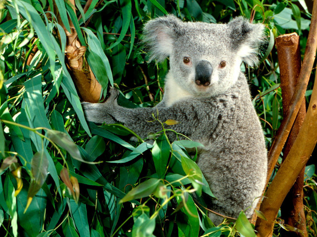 Koala sitting tree eating leaves free wallpaper for desktop - medium preview image