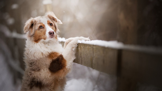Dog standing hind legs pawing free wallpaper for desktop - medium preview image